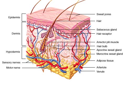 epidermis skin